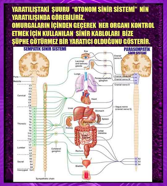 ALLAH in delilleri, #allah-delilleri, @allah-delilleri, ALLAH-Delilleri, allahin delilleri, allahin-delilleri, ALLAH in varliginin delilleri, ALLAHin varlığının delilleri