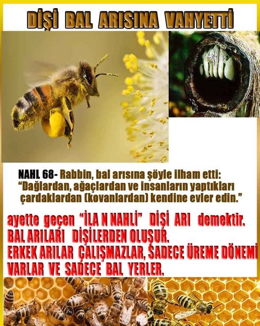 ALLAH in delilleri, #allah-delilleri, @allah-delilleri, ALLAH-Delilleri, allahin delilleri, allahin-delilleri, ALLAH in varliginin delilleri, ALLAHin varlığının delilleri