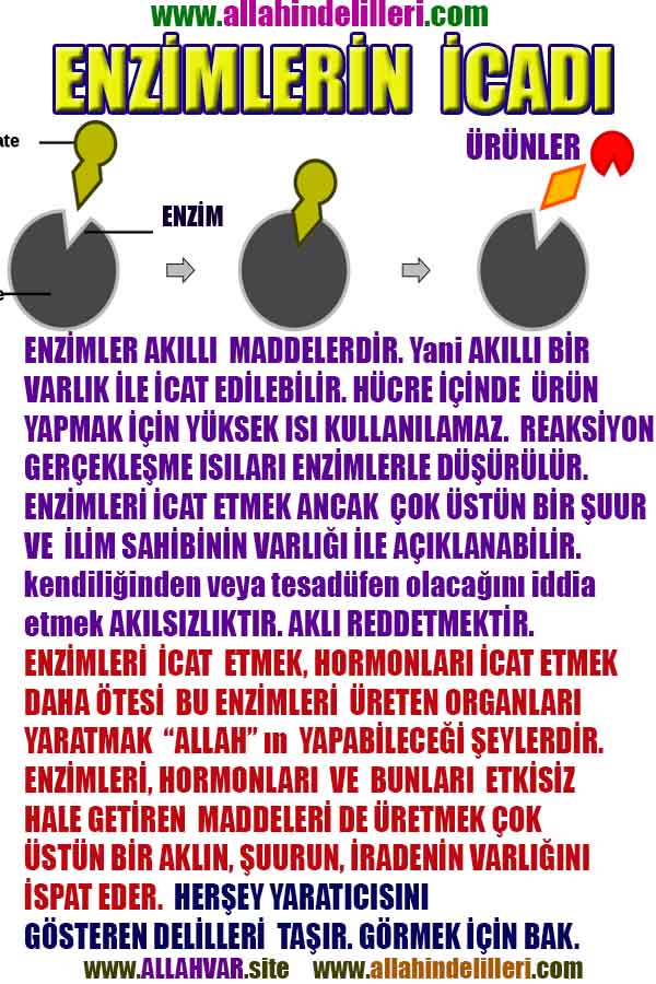 ALLAH ın delilleri,ALLAH in delilleri, #allah-delilleri, @allah-delilleri, ALLAH-Delilleri, allahin delilleri, allahin-delilleri, ALLAH in varliginin delilleri, ALLAHin varlığının delilleri